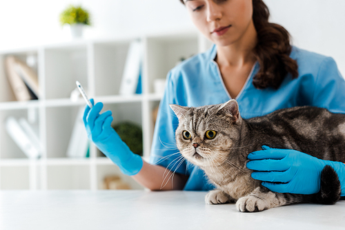 selective focus of young veterinarian holding syringe near tabby scottish straight cat