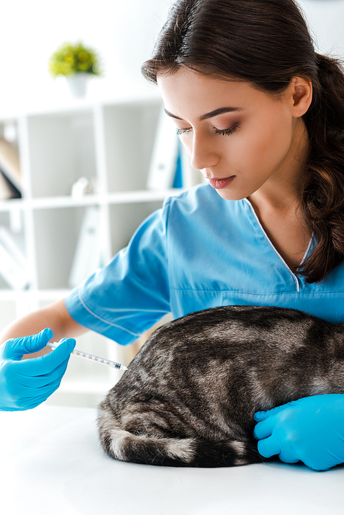 attentive veterinarian making injection to grey tabby cat