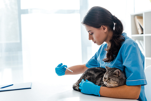 young veterinarian making injection to grey scottish straight cat