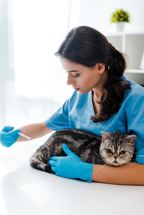 attentive veterinarian making injection to tabby scottish straight cat