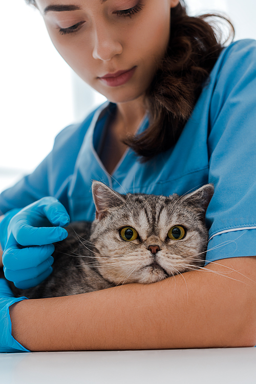 attentive veterinarian examining tabby scottish straight cat