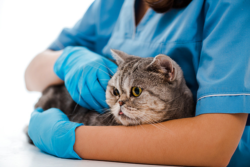 partial view of young veterinarian examining tabby scottish straight cat