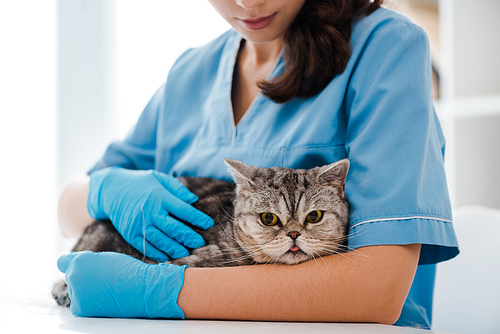 cropped view of young veterinarian examining tabby scottish straight cat