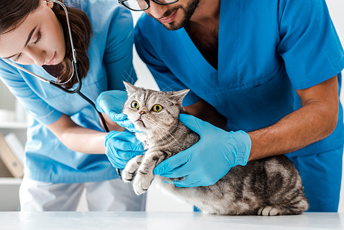 two attentive veterinarians examining cute scottish straight cat with stethoscope