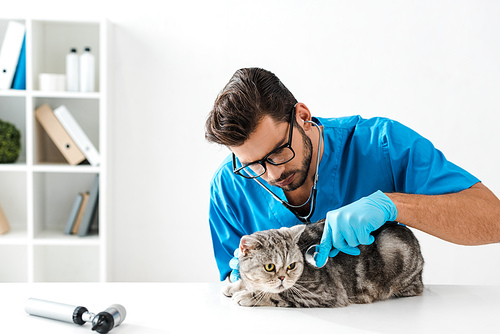 concentrated veterinarian examining tabby scottish straight cat with stethoscope