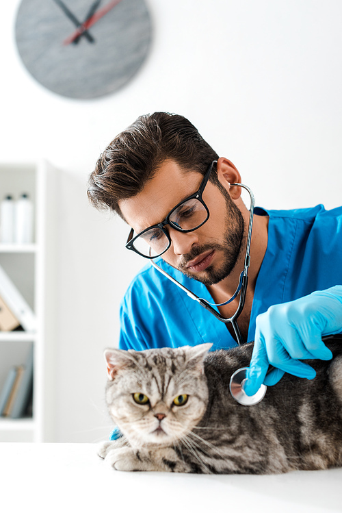 attentive veterinarian examining tabby scottish straight cat with stethoscope