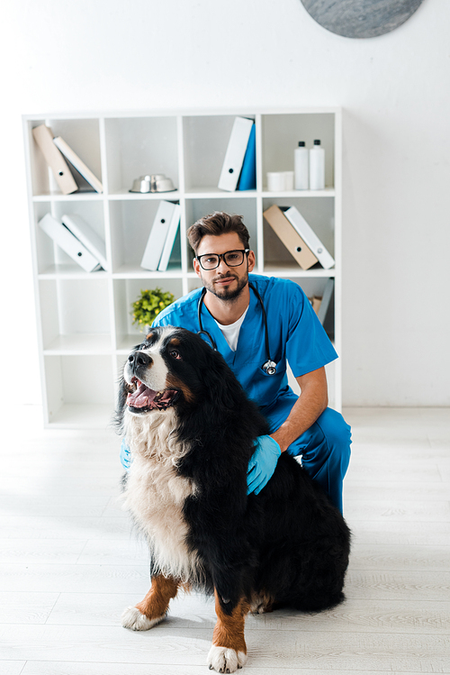 young, positive veterinarian touching bernese mountain dog and 