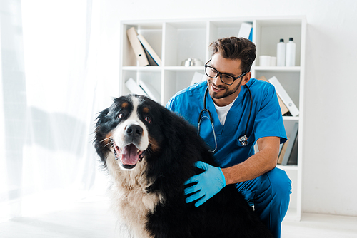 young, smiling veterinarian examining cute bernese mountain dog