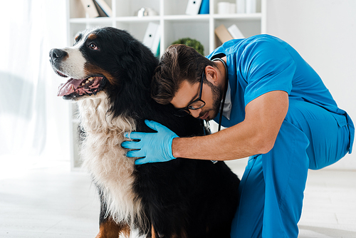 young, attentive veterinarian examining cute bernese mountain dog