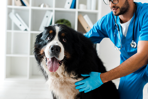 cropped view of veterinarian examining cute bernese mountain dog