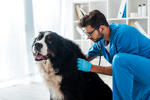 attentive veterinarian examining berner sennenhund dog with stethoscope