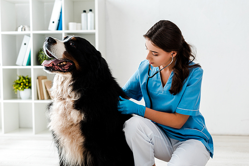 young, attentive veterinarian examining back of bernese mountain dog