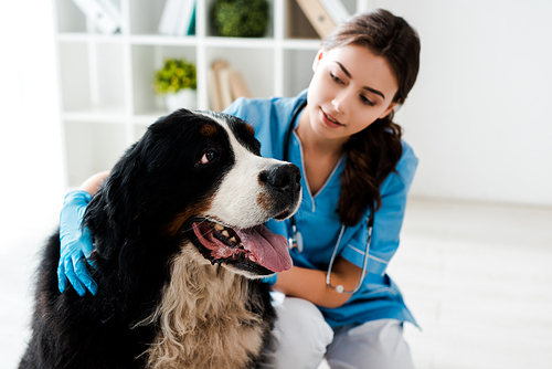 pretty, attentive veterinarian examining bernese mountain dog