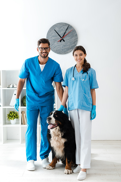 two smiling veterinarians  while standing near cute bernese mountain dog