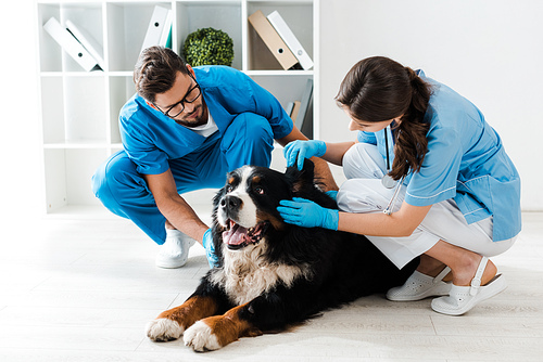 attentive veterinarian examining ear of bernese mountain dog near colleague