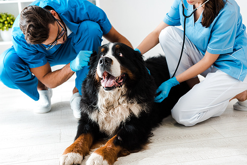 two young veterinarians examining bernese mountain dog lying on floor