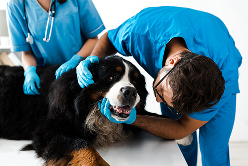 attentive veterinarian examining head of bernese mountain dog near colleague