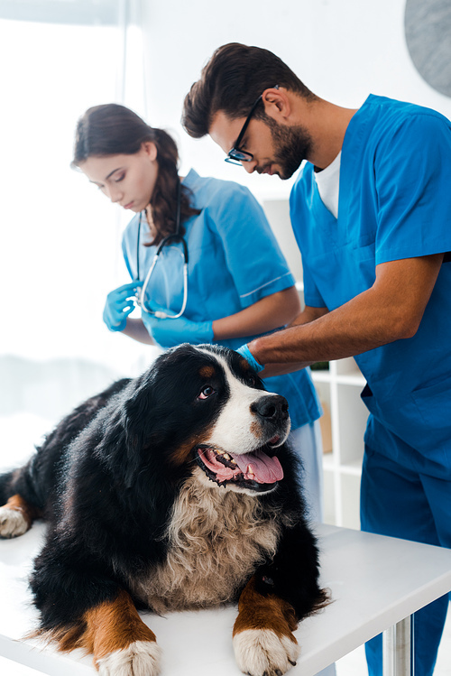 selective focus of attentive veterinarian examining bernese mountain dog near colleague