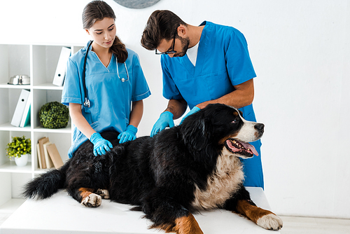 two attentive veterinarians examining bernese mountain dog lying on table