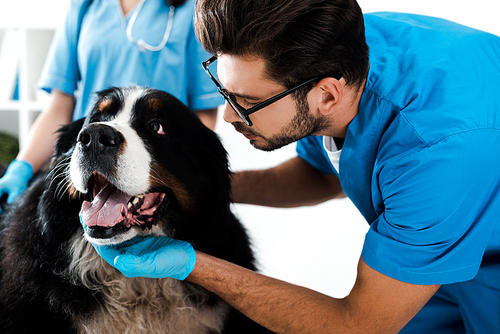 cropped view of veterinarian standing near colleague touching head of bernese mountain dog