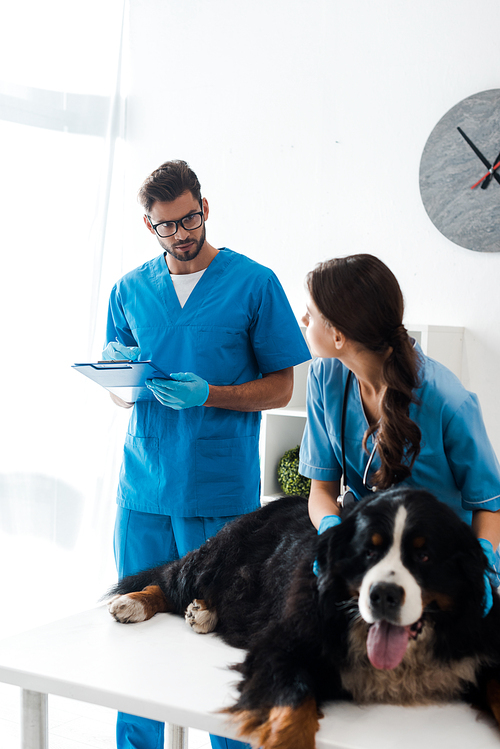 attentive veterinarian writing on clipboard while colleague examining bernese mountain dog lying on table