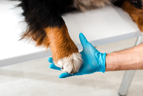 partial view of veterinarian holding paw of bernese mountain dog