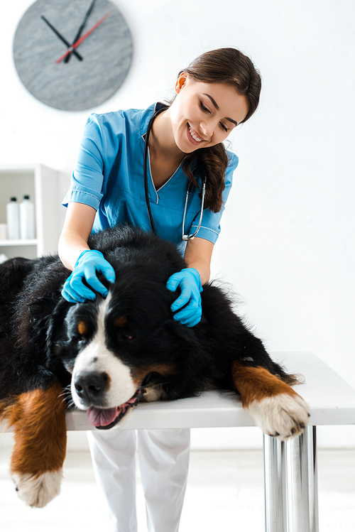 smiling veterinarian examining berner sennenhund dog lying on table