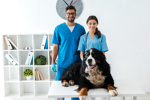 two smiling veterinarians  while standing near bernese mountain dog lying on table