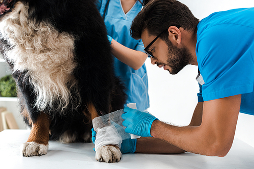 attentive veterinarian bandaging paw of bernese mountain dog sitting on table