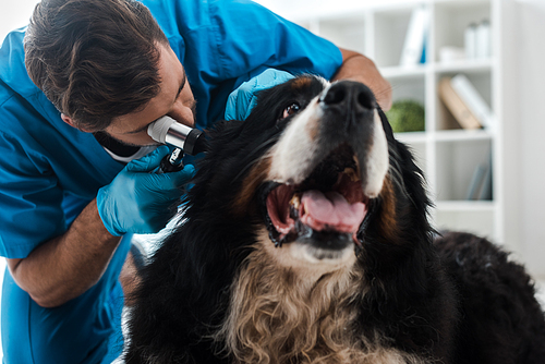 young veterinarian examining ear of bernese mointain dog with otoscope