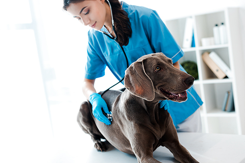 young, attentive veterinarian examining weimaraner dog with stethoscope