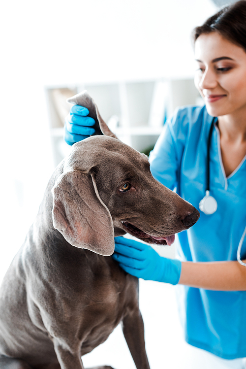 selective focus of smiling veterinarian examining ear of weimaraner dog