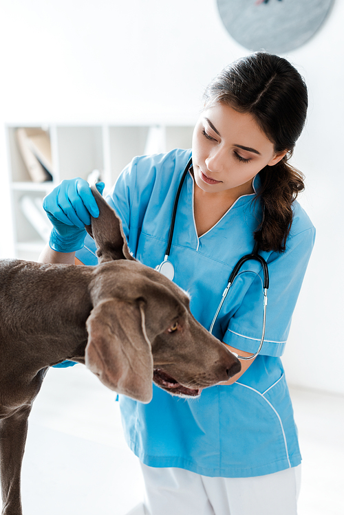 pretty, attentive veterinarian examining ear of weimaraner dog