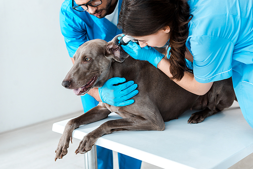 young veterinarian holding weimaraner dog while colleague examining ear with otoscope