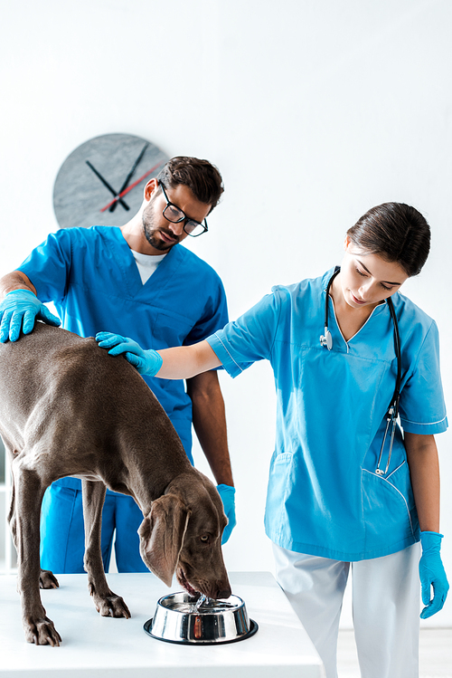 two young veterinarians touching cute weimaraner dog standing on table and drinking water from bowl