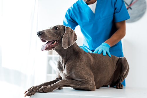 cropped view of veterinarian examining back of weimaraner dog