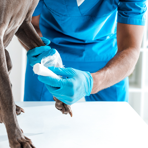 partial view of veterinarian bandaging paw of grey dog