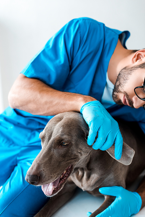 cropped view of young veterinarian examining ear of weimaraner dog