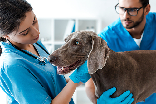 selective focus of veterinarian assisting colleague while examining weimaraner dog