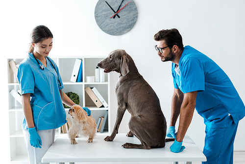 two young veterinarians standing near weimaraner and pekinese dogs sitting on table