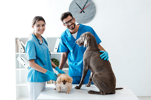 two young, cheerful veterinarians smiling at camera while standing near table with pekinese and weimaraner dogs