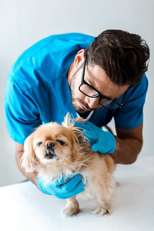 young, attentive veterinarian examining adorable pekinese dog