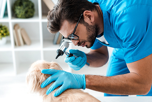 focused veterinarian examining ear of pekinese dog with otoscope