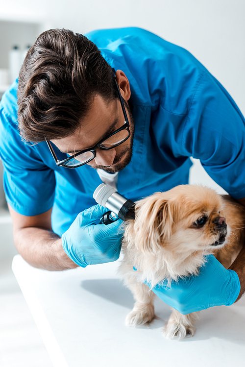 young veterinarian examining ear of pekinese dog with otoscope