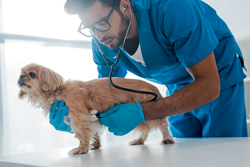 attentive veterinarian examining pekinese dog with stethoscope