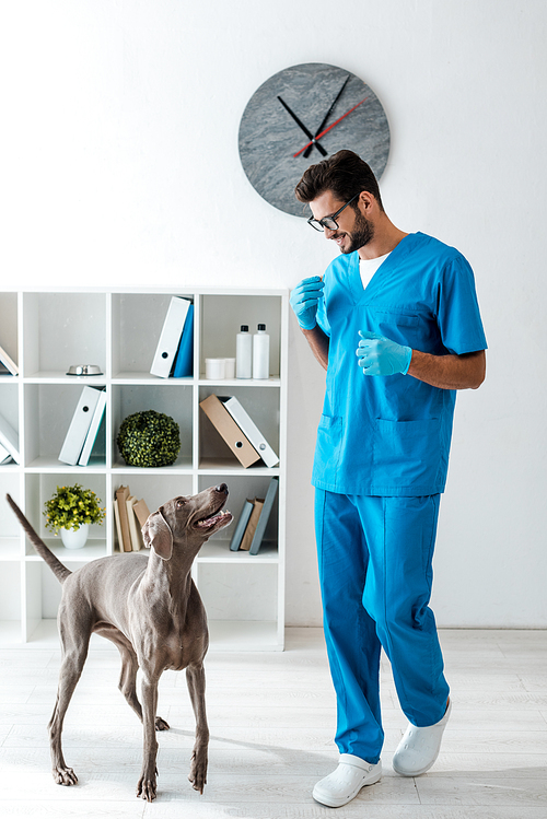 young, cheerful veterinarian and adorable weimaraner dog looking at each other