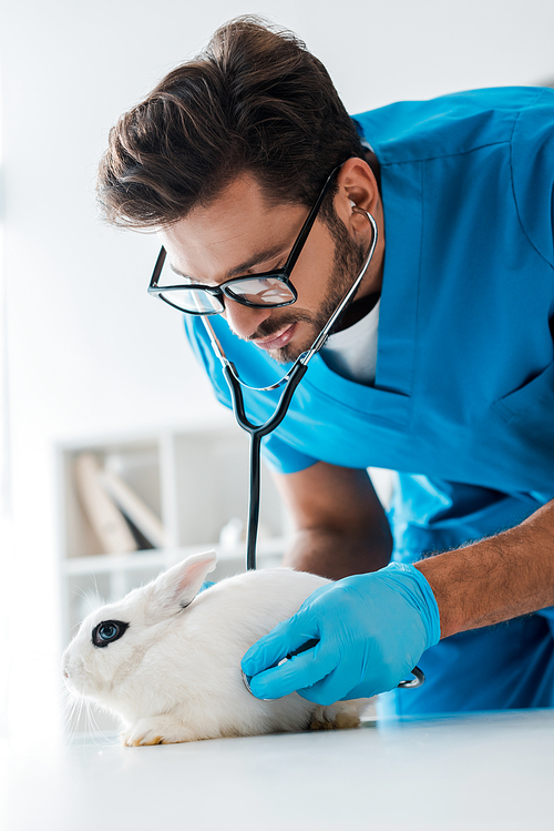 attentive veterinarian examining cute white rabbit with stethoscope