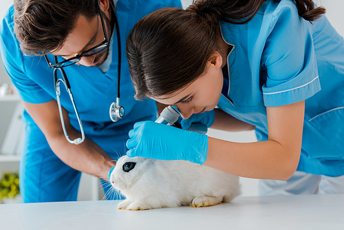 young veterinarian assisting colleague examining rabbit with otoscope