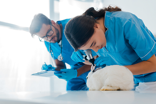 selective focus of veterinarian examining rabbit with otoscope while colleague writing prescription