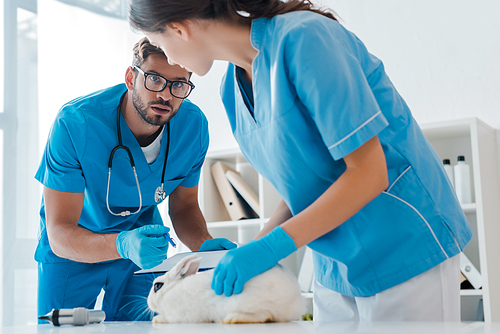 attentive veterinarian holding clipboard while colleague examining cute rabbit